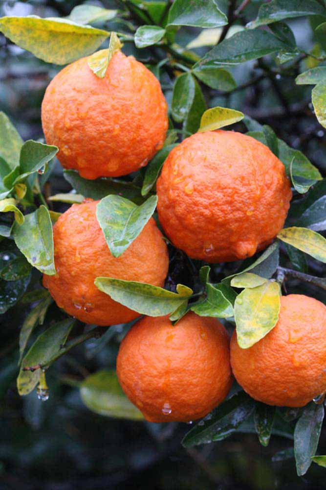              Fruit (Riverside, CA)       